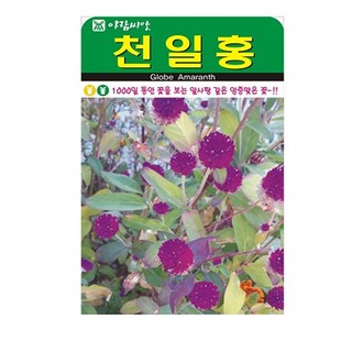 솔림텃밭몰 천일홍씨앗 100립 천일홍 꽃씨앗 꽃씨 장식용 부케용, 2개