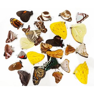 蟲新發現 蝴蝶標本A1、A- 南美蝶 未展翅乾貨/隨機出貨, 隨機出貨