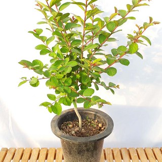 중형 목 백일홍 배롱 나무 묘목 꽃 화분 정원수 조경수 키우기, 1개