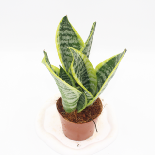 산세베리아 슈퍼바 전자파차단 키우기쉬운 실내공기정화식물, 1개