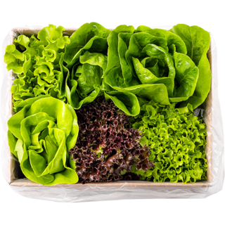 [봉채소] 친환경 무농약 아쿠아포닉스 GAP인증 유럽 샐러드, 1kg, 1개