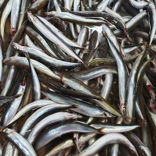 일등농수산 산지직송 동해안 급냉 양미리, 1개, 1KG (암수혼합)