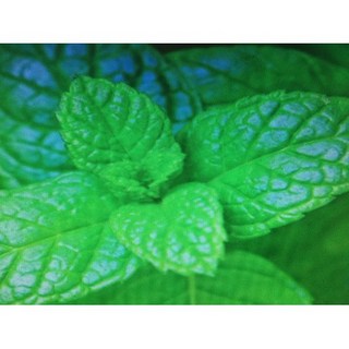 薄荷精油 1KG 新鋁罐分裝 美國產地 味道重, 1個