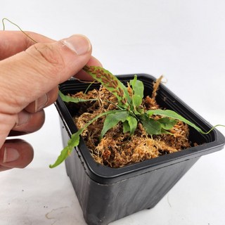 거미일엽초 거미고사리 테라리움 비바리움