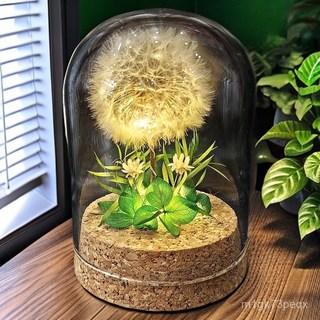 夜燈蒲公英永生花永久擺件 生日禮物 閨蜜伴手禮, 綠色祕境-蒲公英,送禮款