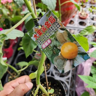 P老闆園藝 黃金梅 燈籠果 3吋黑軟盆 果樹 水果苗, 1個