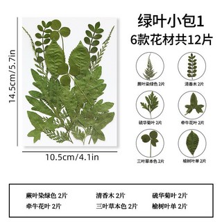 小葉子系 真花壓花 永生花 綠葉材料包 少女寫真 壁畫 DIY水晶滴膠 乾燥花 植物標本, 1.12片小葉系列