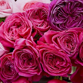 友禪 超級豐花耐熱包子花，新手必收，花色豐富多變，花期持久，簡單種植, 7-8吋盆