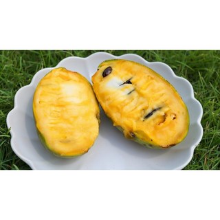 [계절한정] 늦여름 초가을 포포열매 신선 수확, 1개, 청년인증1kg대과(3-4과)