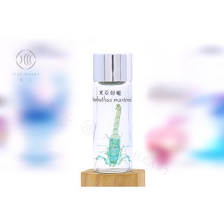 魚心標本藝術 透明生物標本 - 東亞鉗蠍 Mesobuthus martensii, 1個