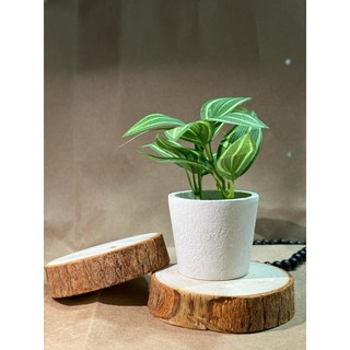 時光木香 天然原木樟木墊 木質香氛 擴香木塊 擺飾收藏 木質杯墊 熱湯鍋墊