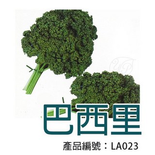 【醬米資材】DIY種子栽種 巴西里(洋香菜) - 家庭園藝首選 體驗種植樂趣