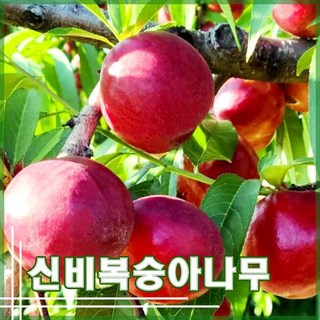 [현대조경농원]신비 천도복숭아나무 묘목 2년생 과일나무, 1개, 분묘