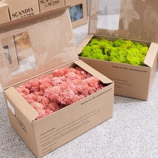 플라워트리 스칸디아모스 천연이끼 공기정화 식물 150g 20컬러 만들기 재료 키트 diy 인테리어, 크림슨, 1개