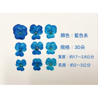 染色三色堇乾燥押花材料 手作DIY植物標本 約30朵 寬約1.7-2.8公分, C2-1