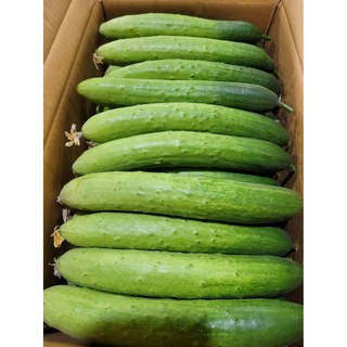 약수농장 국내산 백오이 백다다기오이 5kg (특) 10kg (특), 1박스, 백오이5kg(특)