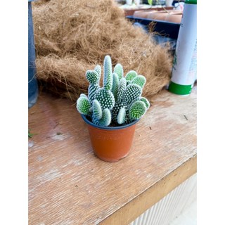 백도선 토끼귀 선인장 미니선인장 다육식물 키우기 대성식물, 1개