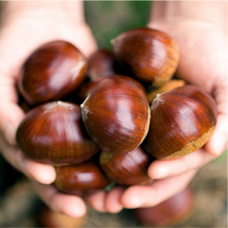 25년 국내산 햇밤 햇 알밤(대사이즈), 1박스, 2kg