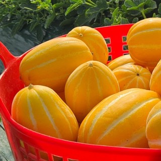 [먹을래] 정통 성주 참외 3kg(대6~9과), 1개, 단품