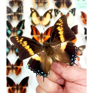 蟲新發現 蝴蝶標本A1 Charaxes castor 帝王雙尾蛺蝶, 未展翅乾貨