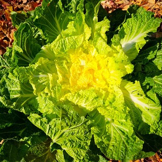 재구매1위 당일수확 산지직송 프리미엄 봄동, 1개, 1kg