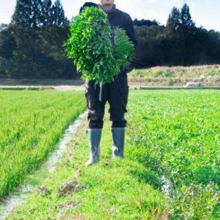 특품 돌미나리 산지직송, 1kg, 1박스