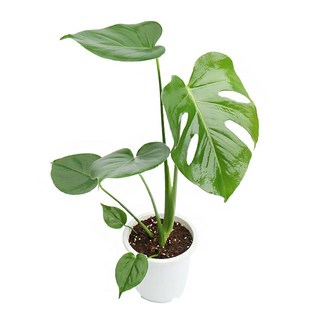 갑조네 몬스테라 중품 몬스테라 생화 몬스테라 화분 30~50cm, 1개