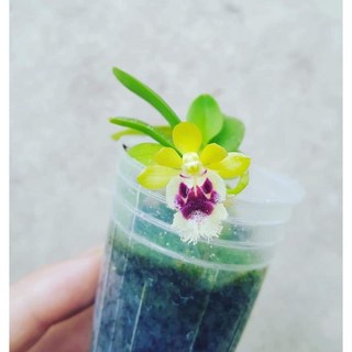 Haraella retrocalla台灣香蘭 台灣特有種迷你香蘭 晚上會香氣 建議板植