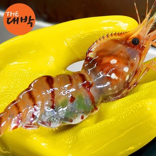 더대박 활 독도새우 꽃새우 닭새우 도화새우, 1세트, 도화새우(대) 500g