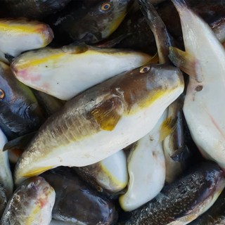 국내산 손질 생물 밀복 2kg(2~4미), 1개, 2kg