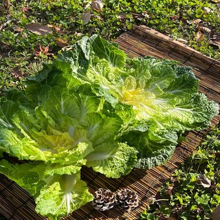청담농수산 산지직송 해풍 봄동 배추, 1개, 2kg