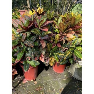 霏霏園藝假龜變葉木一尺盆栽 高壓70-80公分 仿真植物盆栽 居家裝飾綠植, 1個