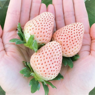 [눈의여왕화이트딸기] 꿀달콤톡톡 하얀딸기 만년설 딸기, 1박스, 800g 내외