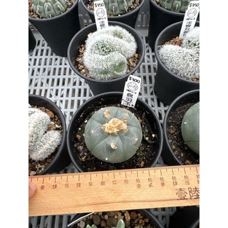 MC多肉園 嚴選仙人掌多肉植物盆栽，多款造型可選，綠植盆栽點綴居家空間, 1個, 烏雨玉