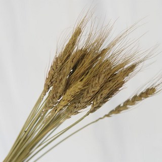 雲南乾花花束 真花尤加利 黃金球滿天星 玫瑰乾燥花 ins風家居裝飾 客廳擺設 DIY花材 創意禮物, 小麥原色30支