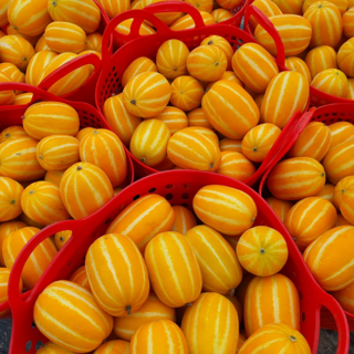 [가성비특가] 농가직송 가정용박스 꿀당도 참외, 1박스, 가정용 혼합과 10kg