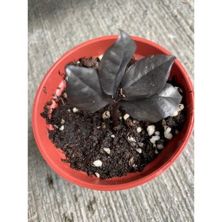 霏霏園藝 黑葉金錢樹 3吋盆, 1個