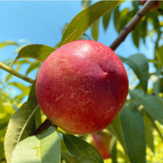 일심묘목농원 복숭아나무 신비 3년생 결실주 분묘, R2점이상 분묘