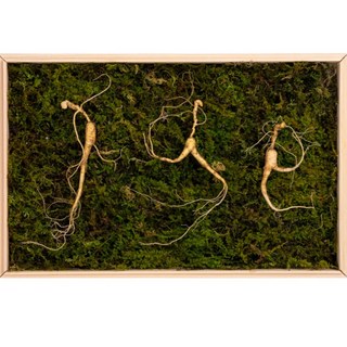 한양산삼 15년 2뿌리 산삼 산양산삼, 1박스, 9g