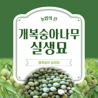 [농업의 신]개복숭아 나무 실생2년생 묘목 특묘 돌복숭아, 1개