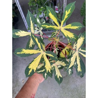霏霏園藝班葉木屬盆栽:可食用觀賞 居家綠植首選 特價優惠中