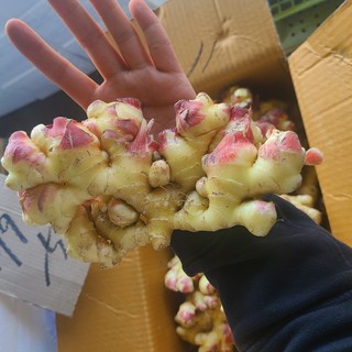 국내산 영주 봉화 햇생강 최상품 10kg, 1박스