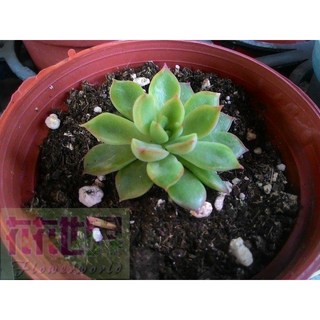 花花世界玫瑰園 女雛 多肉植物 3吋盆高10cm 療癒小物 上班一族最愛, 1個