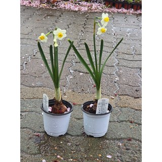 1+1 향수선화 흰색 꽃 구근식물 향기나는 꽃 월동 꽃 생화 에이피플랜츠, 1개, 기본