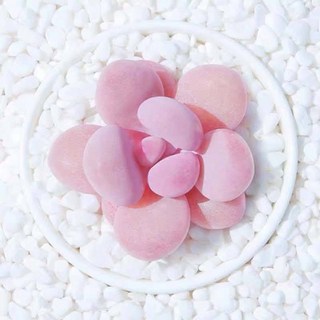 小鮮肉肉 桃蛋 桃之卵 成株/種子(10粒裝) 多肉植物 台灣現貨，粉嫩圓潤易種植, 1個, 單購-種子一份(10粒裝)