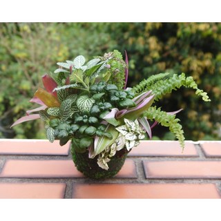 花樣渼栽盆栽生活館 禮物苔球 送禮 新居落成 室內植物 淨化空氣 (免盆), 1個, 綠球體+玫瑰袋