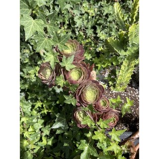 霍特盛典 新手推薦韶羞法師多肉植物盆栽，易種植觀賞，點綴您的生活空間, 1個, 現砍無根,綠法師