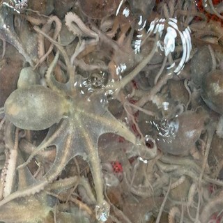 정성수산 고흥 소낙지5미(마리당50~70g), 소낙지5미, 1개