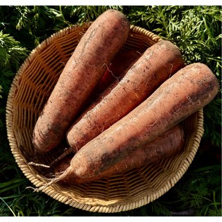 [고씨하루방농장] 제주명품 햇당근 구좌흙당근, 1박스, 5kg (중)