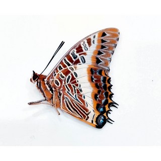 蟲新發現 非洲雙尾蝶 蝴蝶標本 未展翅乾貨